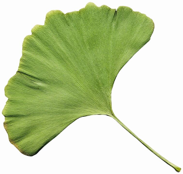 gingko biloba Insuvit diabēta ārstēšanai